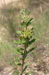 Pineland milkweed